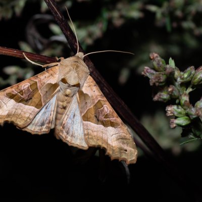 Phlogophora meticulosa (blýskavka mramorovaná), PR Kamenný vrch