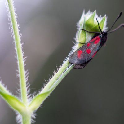 Zygaena loti (vřetenuška kozincová), PP Obůrky - Třeštěnec