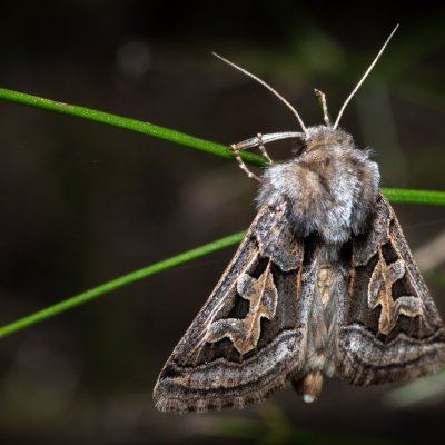 Episema glaucina (jasnobarvec západní), PP Milovická stráň