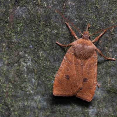 Conistra vaccinii (zimovnice brusnicová), Kývalka