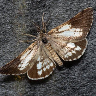 Bupalus piniaria (tmavoskvrnáč borový), Žebětín