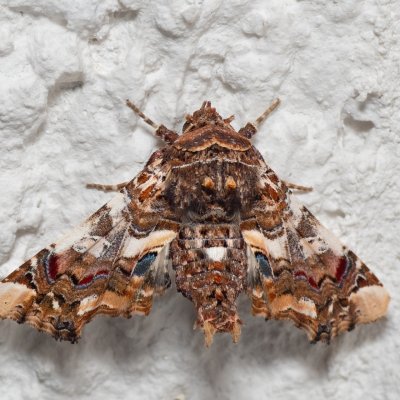 Eutelia adulatrix (modroskvrnka rujová), HR, Jablanac