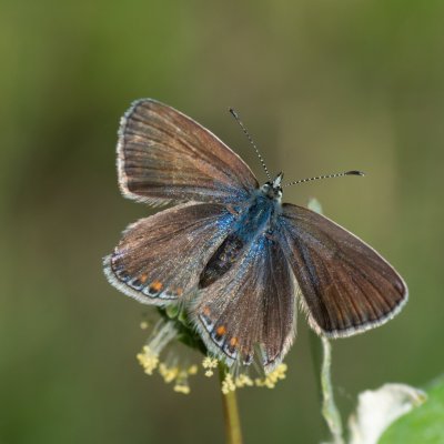 Polyommatus thersites (modrásek vičencový), Hády
