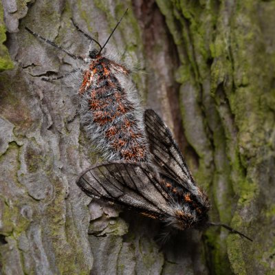 Lycia isabellae (drsnokřídlec modřínový), Ždánický les