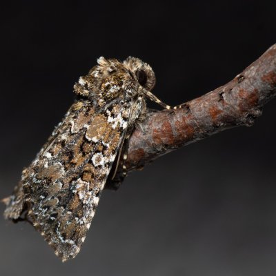 Hadena magnolii (můra zelenavá), HR, Jablanac