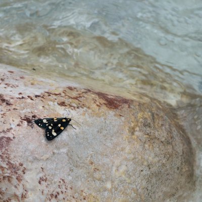 Callimorpha dominula (přástevník hluchavkový), SLO, Martuljška Bistrica