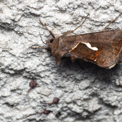 Macdunnoughia confusa (kovolesklec řebříčkový), Melč, Mokřinky