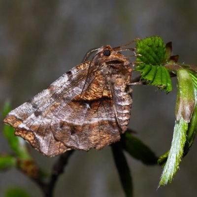 Selenia dentaria (zejkovec řešetlákový), Helenčina studánka