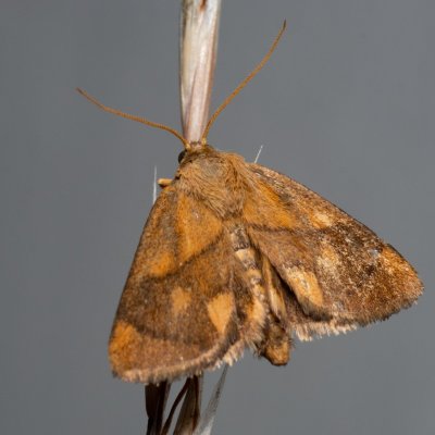 Apoda limacodes (slimákovec dubový), PP Černice