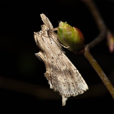 Pterostoma palpinum (hřbetozubec dvouzubý), Kývalka
