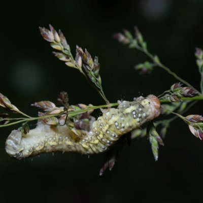 Polyploca ridens (můřice dubová), PR Kamenný vrch