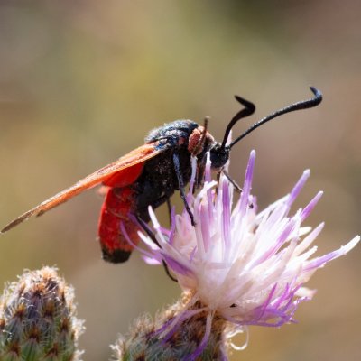 Zygaena laeta (vřetenuška pozdní), PR Kamenný vrch