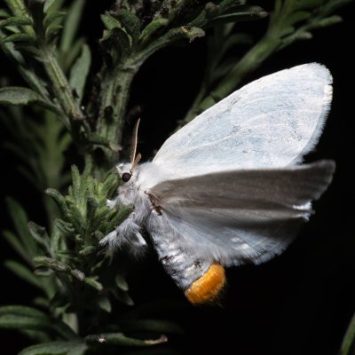 Euproctis similis (bekyně pižmová), NPP Pouzdřanská step - Kolby