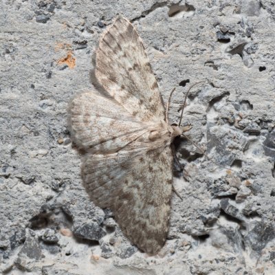 Orectis proboscidata (-), HR, Krasno