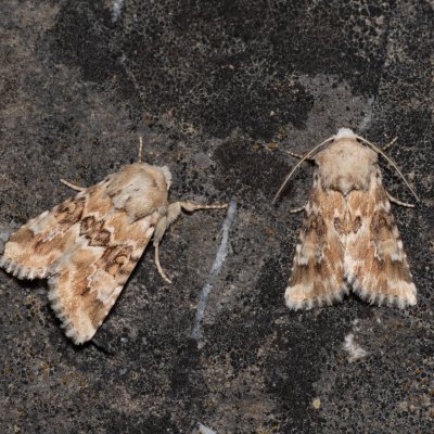 Eremobia ochroleuca (travařka okrová), Hády - lesní lom