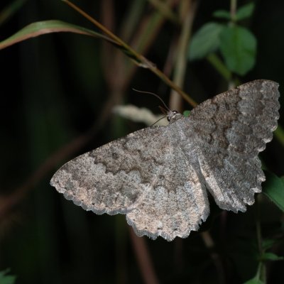 Gnophos furvata (šerokřídlec jitrocelový), Lysá hora u Ochozu