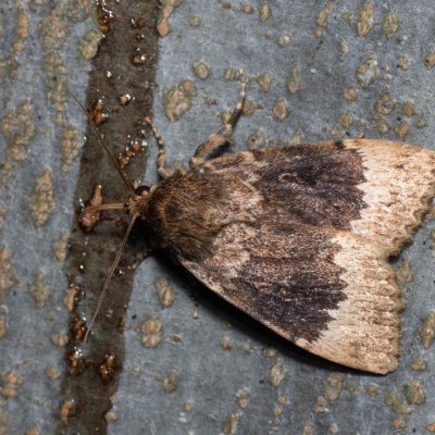 Amphipyra perflua (blýskavka lemovaná), Devět křížů