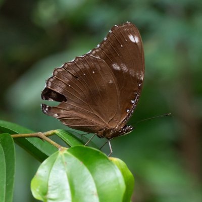 Hypolimnas bolina (-), TH, Khao Sok