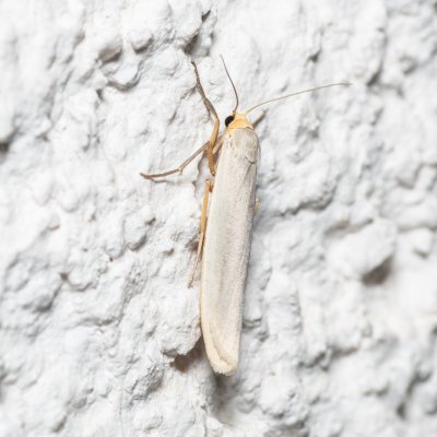 Eilema caniola (lišejníkovec žlutohlavý), HR, Jablanac