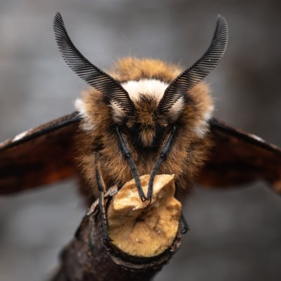 Endromis versicolora (strakáč březový), NPR Radostínské rašeliniště