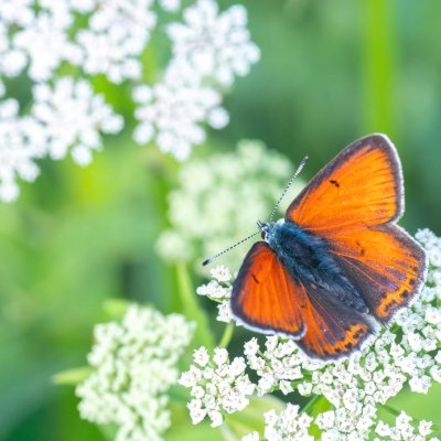 Lycaena hippothoe (ohniváček modrolemý), Pohoří na Šumavě