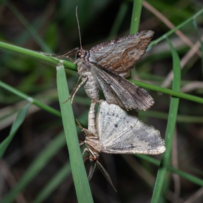 Menophra abruptaria (-), GR, Myrtidion monastery, Korfu