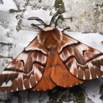 Endromis versicolora (strakáč březový), NPR Radostínské rašeliniště