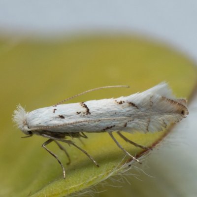 Phyllonorycter abrasella (-), Hády