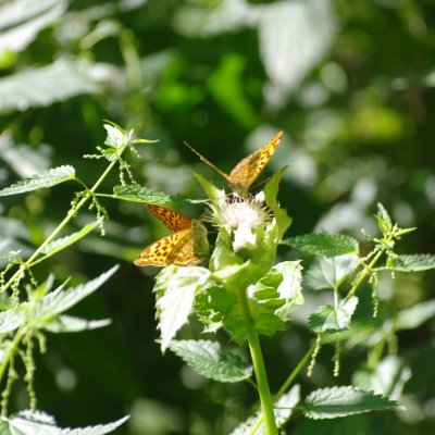 Argynnis paphia (perleťovec stříbropásek), PP Augšperský potok