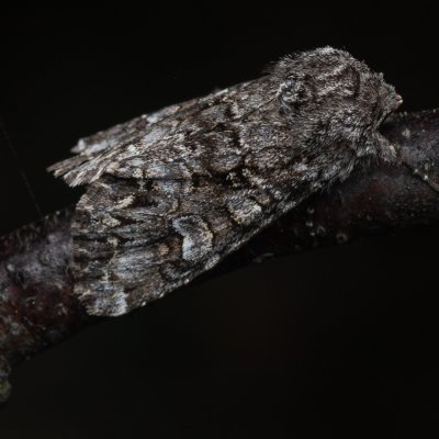 Papestra biren (můra sivá), PR Pavlovské mokřady