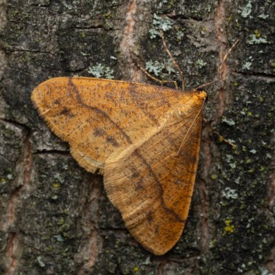 Agriopis aurantiaria (tmavoskvrnáč zlatavý), PR Kamenný vrch