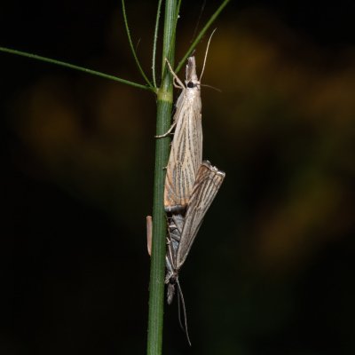 Chrysoteuchia culmella (travařík zahradní), Říčky