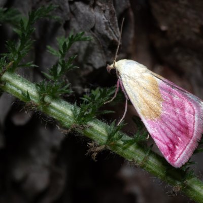 Eublemma purpurina (drobnička pcháčová), Kobylí