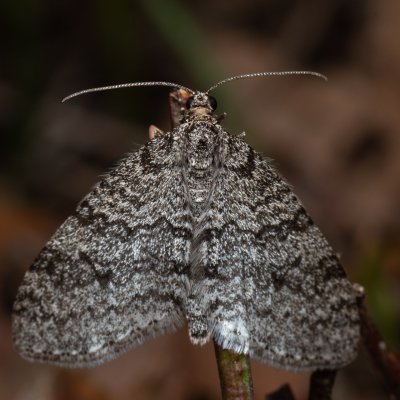 Trichopteryx carpinata (šedokřídlec habrový), NPR Radostínské rašeliniště