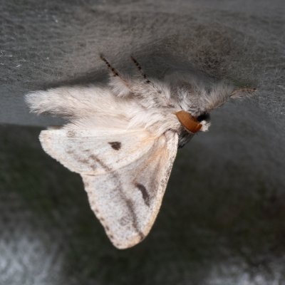 Calliteara pudibunda (štětconoš ořechový), NPP Malhotky