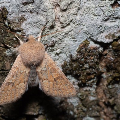 Orthosia miniosa (jarnice zardělá), Augšperský potok