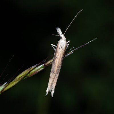 Ypsolopha mucronella (-), PP Střelický les