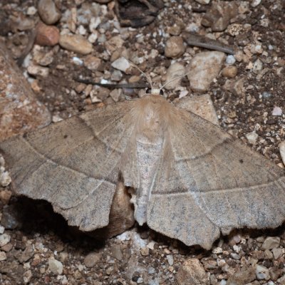 Gerinia honoraria (běločárník dubový), GR, Myrtidion monastery, Korfu
