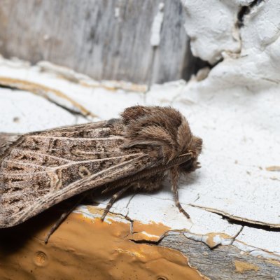 Tholera decimalis (můra jílková), SK, Štôla