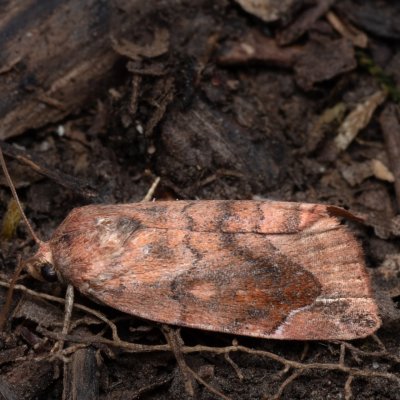 Cosmia pyralina (blýskavka hrušňová), NPP Jeskyně Pekárna