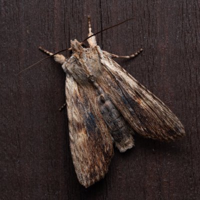 Lithophane socia (dřevobarvec stromový), NS Bučín