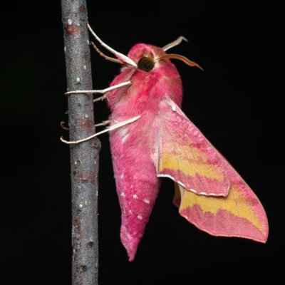 Deilephila porcellus (lišaj kyprejový), Hády