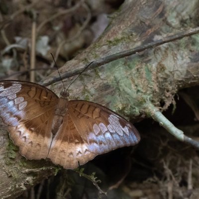 Euthalia monina (-), TH, Khao Sok