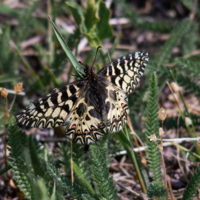 Zerynthia polyxena (pestrokřídlec podražcový), Havranické vřesoviště