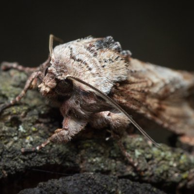 Egira conspicillaris (můra trávová), PP Kavky
