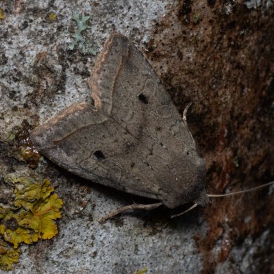 Agrochola lota (polnice vrbová), Hády - odkaliště