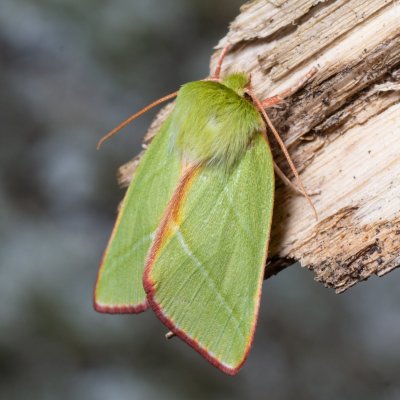 Pseudoips prasinana (zeleněnka buková), Žebětín