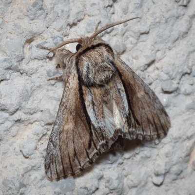 Paradrymonia vittata (-), HR, Jablanac