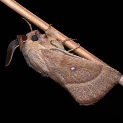 Lasiocampa trifolii (bourovec jetelový), NPP Váté písky