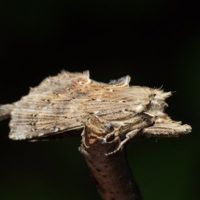 Pterostoma palpinum (hřbetozubec dvouzubý), Augšperský potok